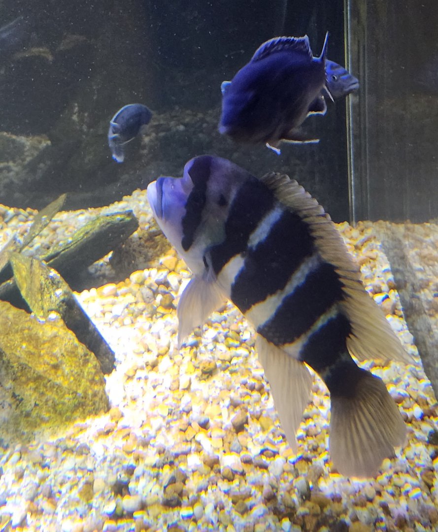 Flint RiverQuarium - Humphead Cichlid