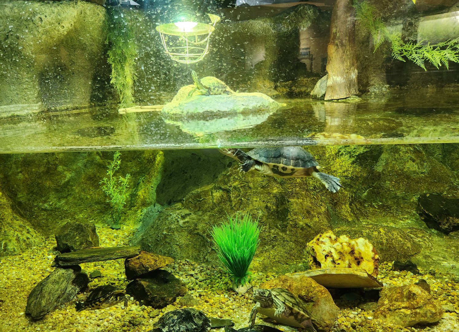 Flint RiverQuarium - Mixed turtle tank