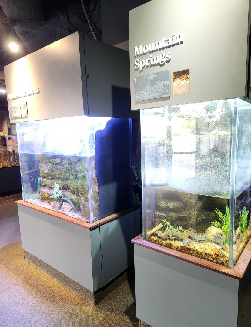 Flint RiverQuarium - Mountain spring tanks