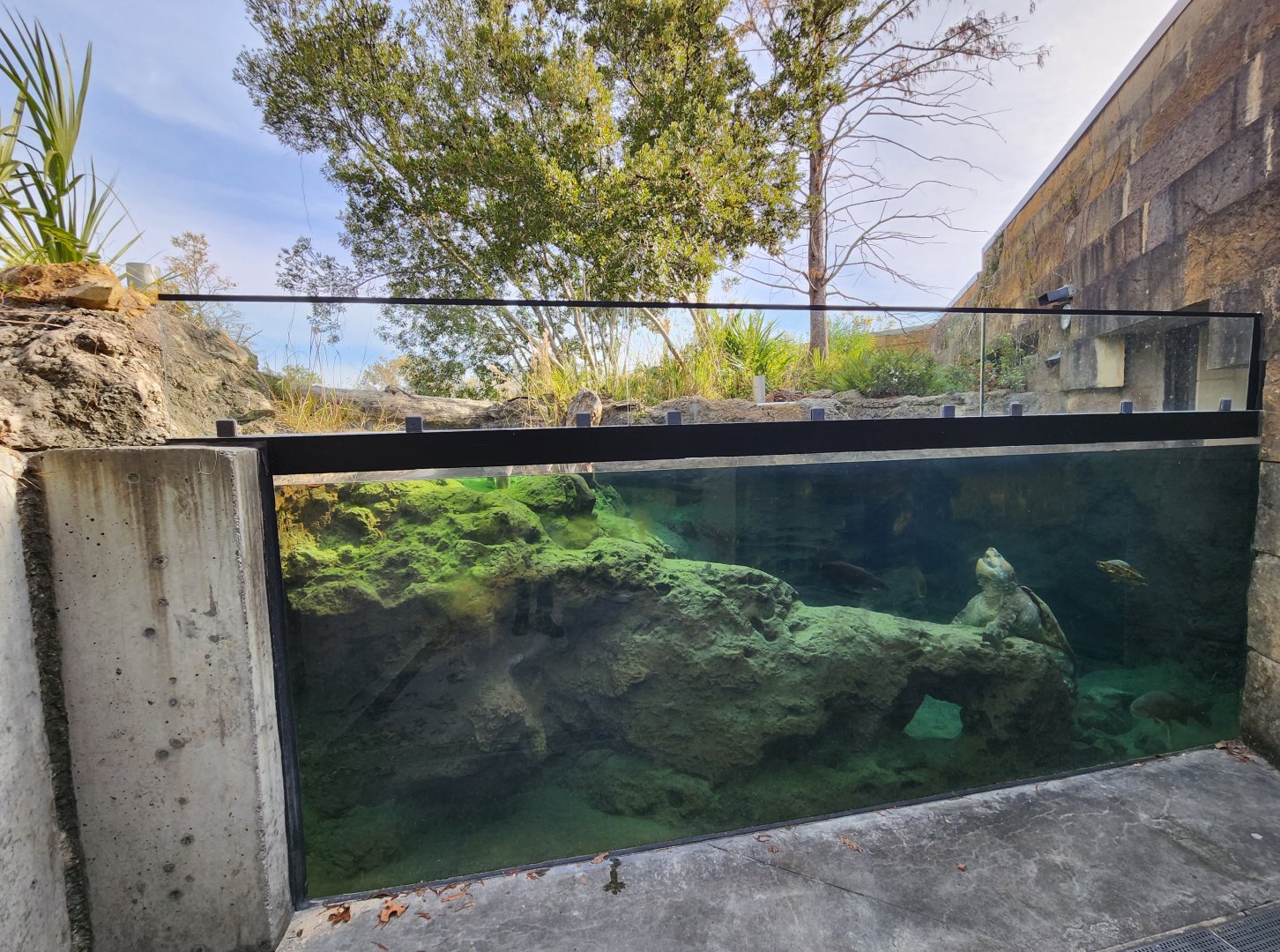 Flint RiverQuarium - Outdoor turtle exhibit