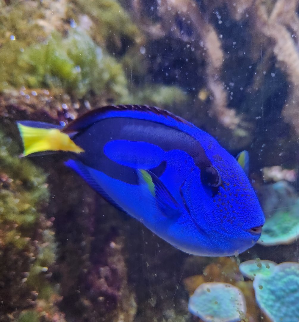 Flint RiverQuarium - Paracanthurus tang