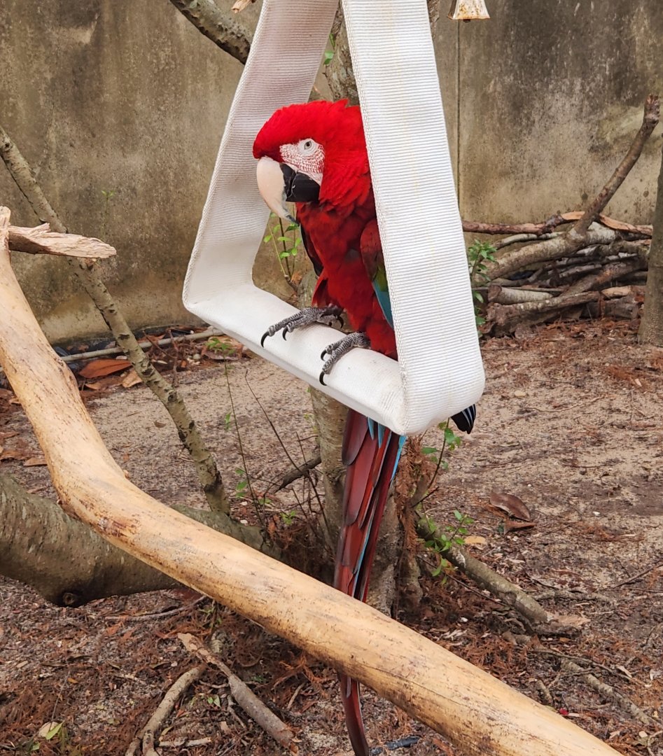 Flint RiverQuarium - Red-green Macaw