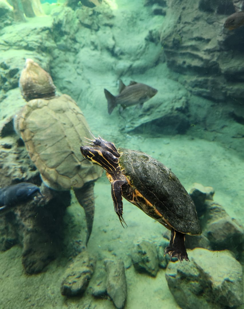 Flint RiverQuarium - River Cooter + fish swimming next to danger