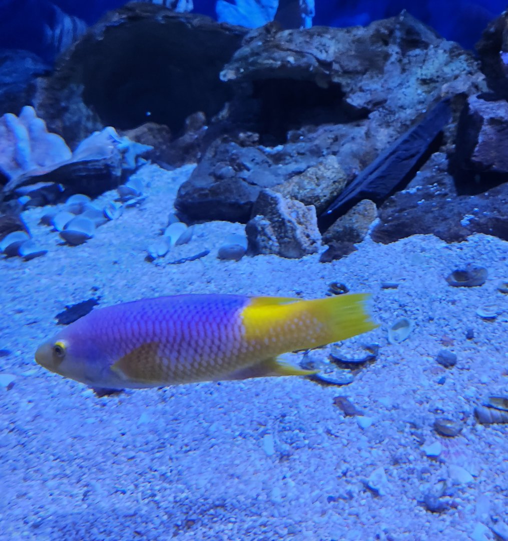 Flint RiverQuarium - Spanish Hogfish