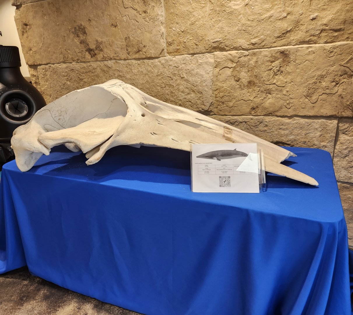 Flint RiverQuarium - Whale skull