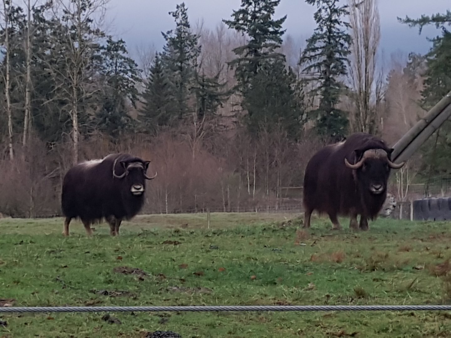 Flo & Gaary (Muskoxen)