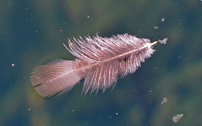 Floating feather