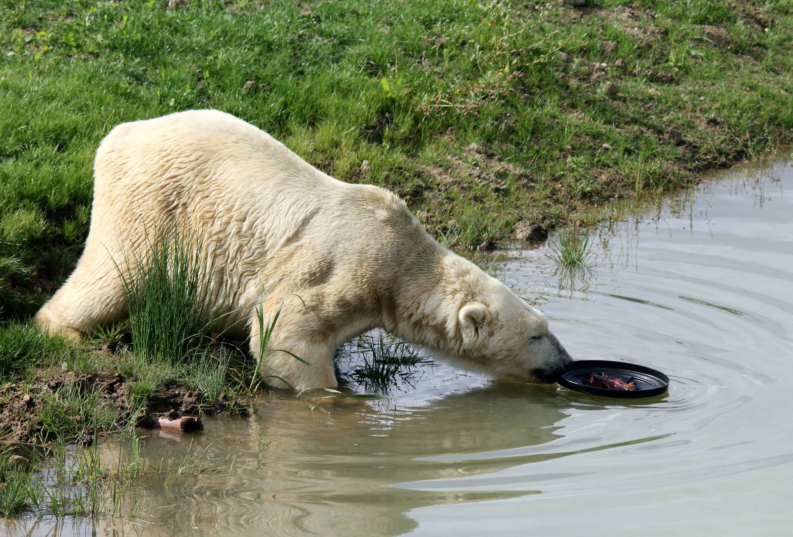 Floating feeding station 24-8-14