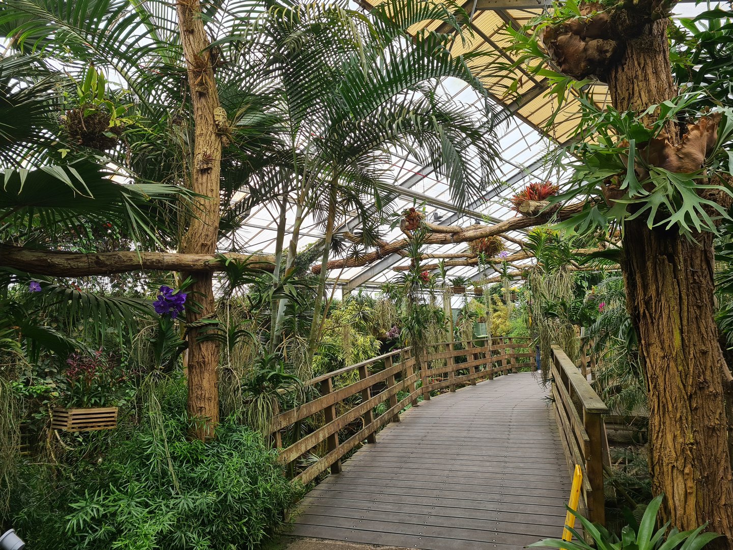 Floating plant bridge in "Amazon" hall