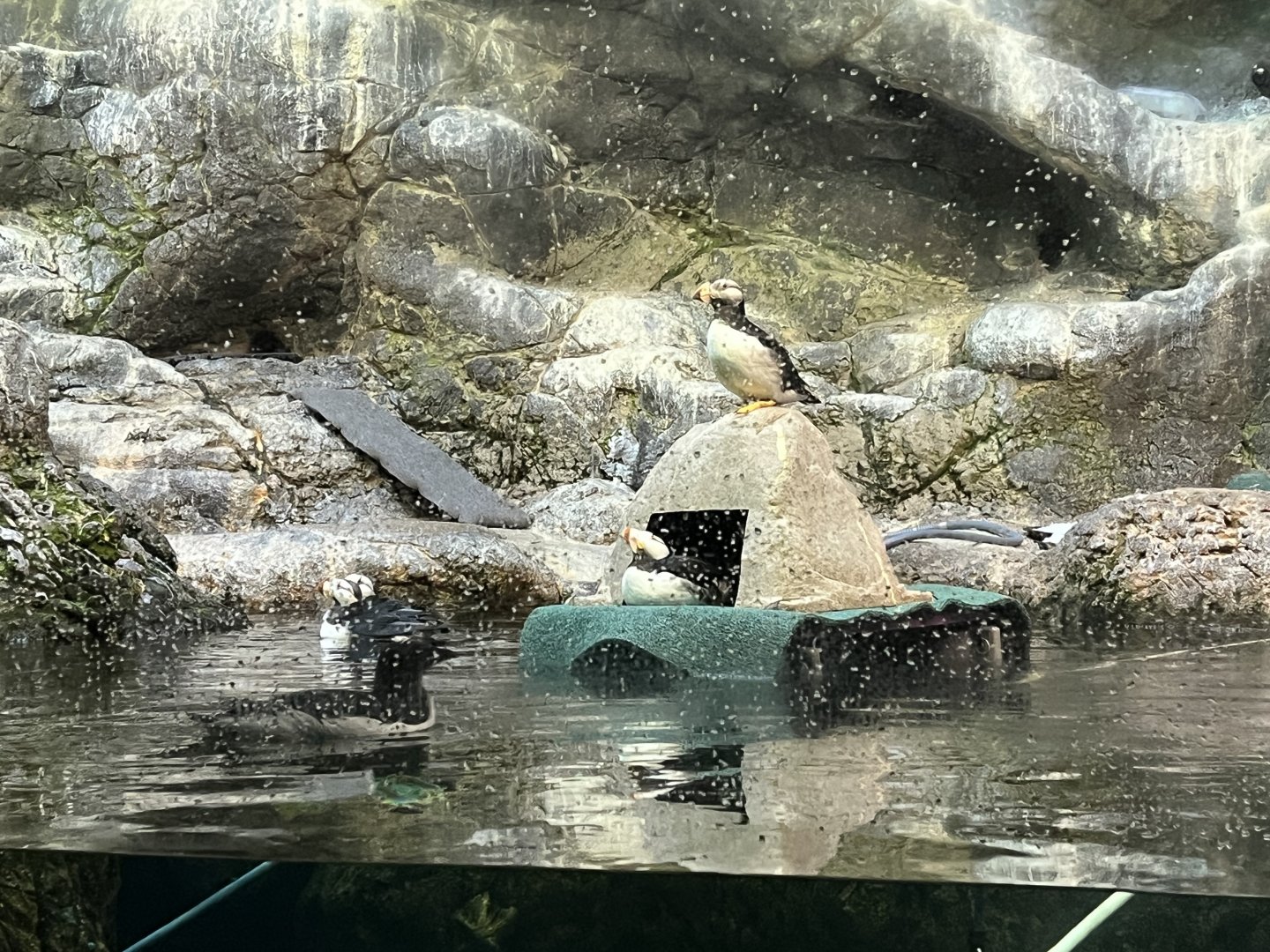 Floating Puffin Enrichment