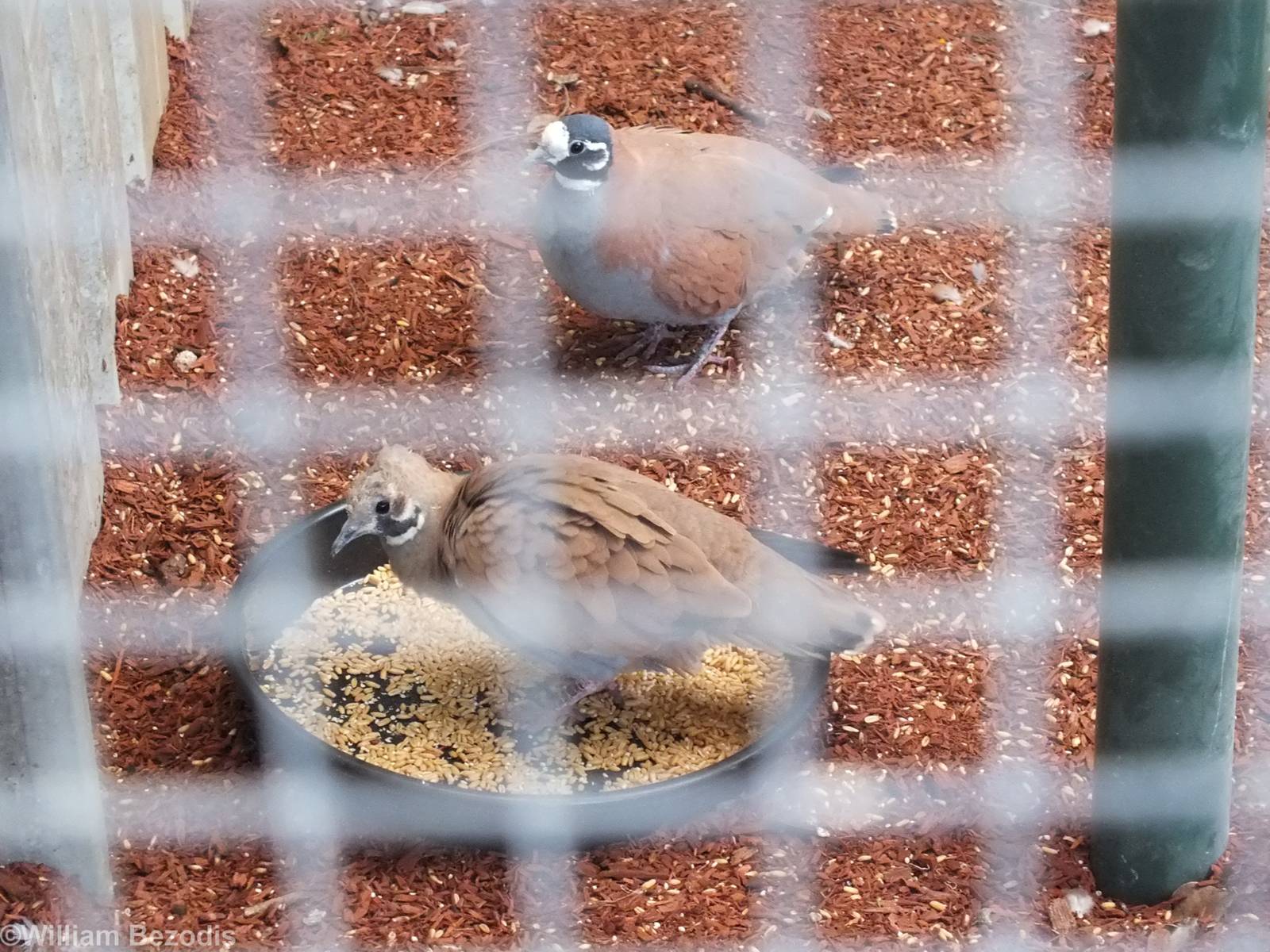 Flock Bronzewing - Caversham Wildlife Park