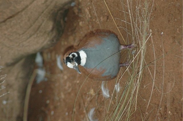 Flock Bronzewing