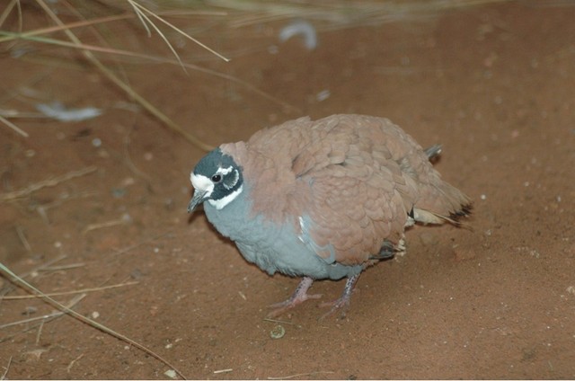 Flock Bronzewing