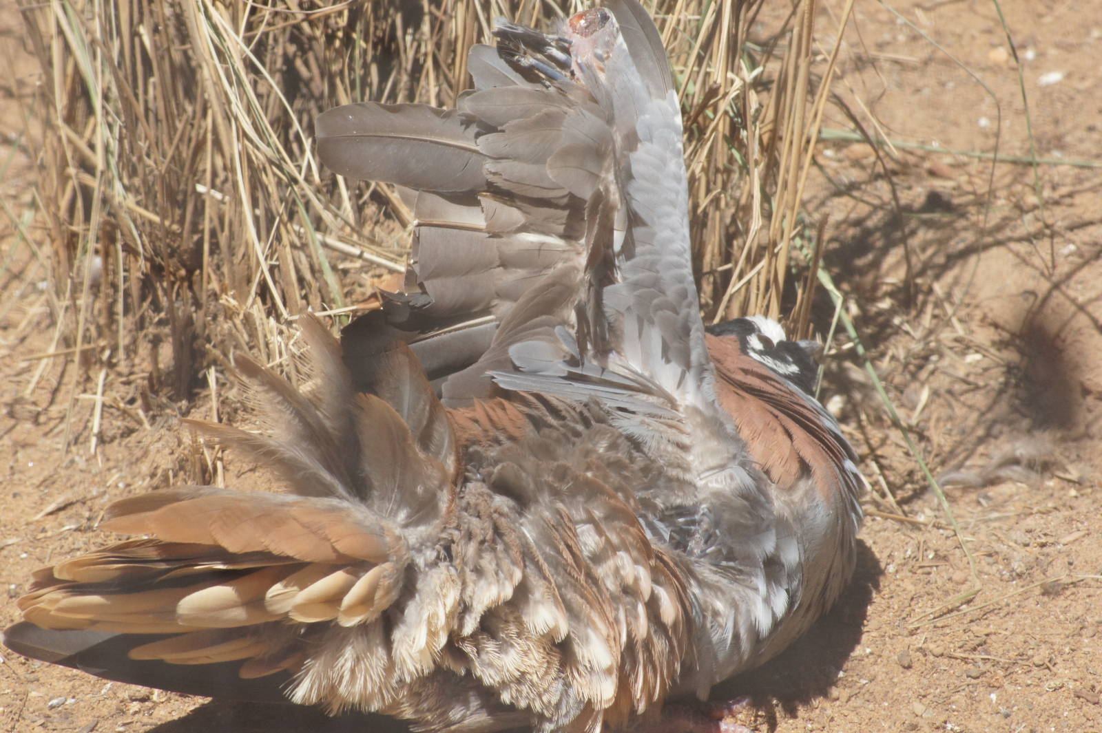 Flock bronzewing