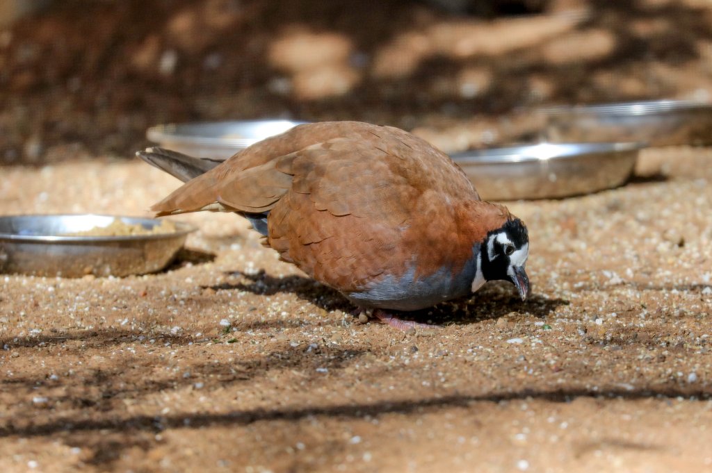 Flock Bronzewing