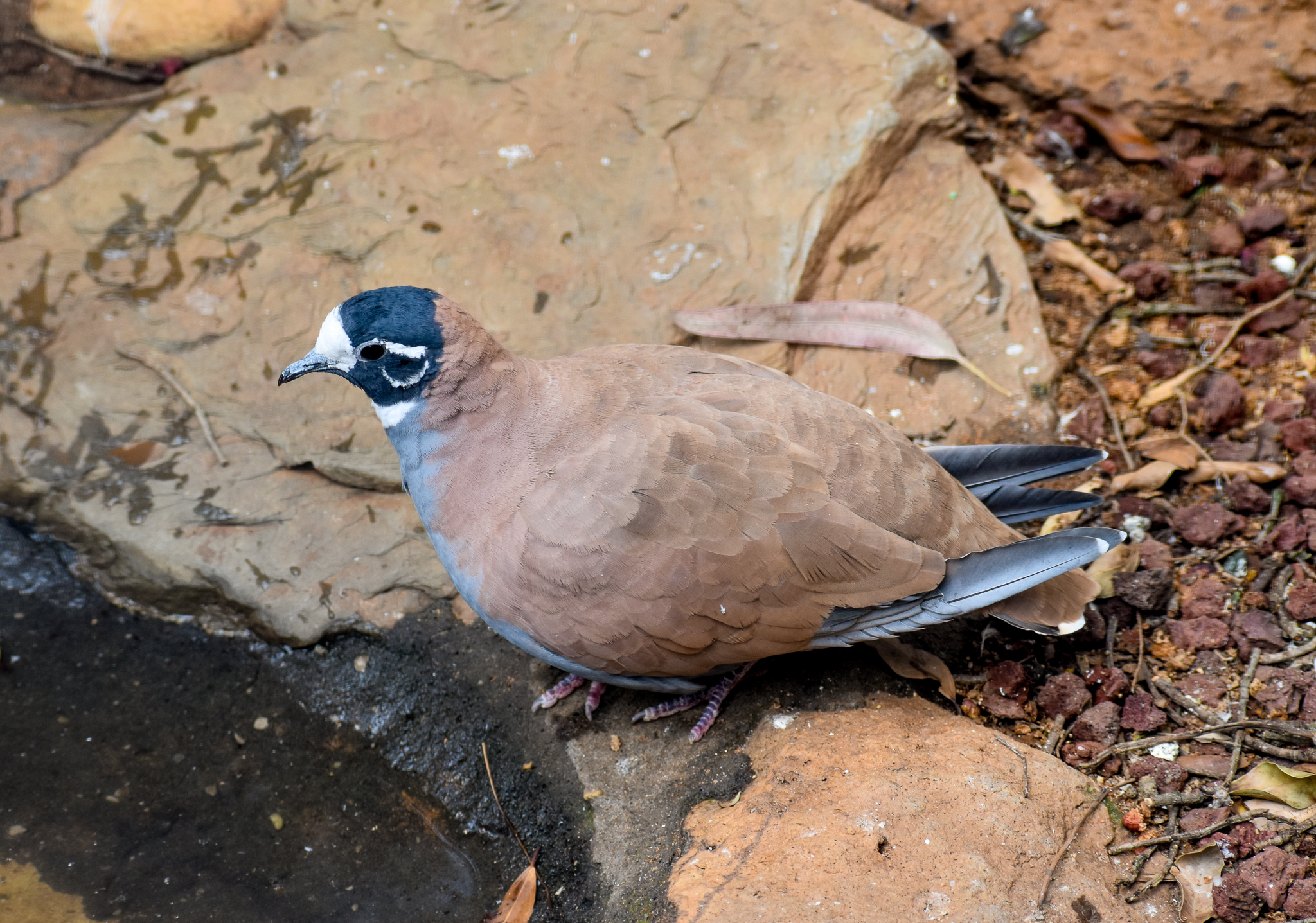 Flock Bronzewing
