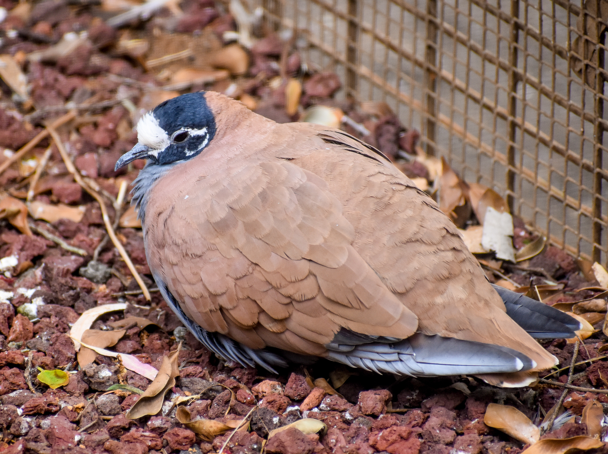 Flock Bronzewing