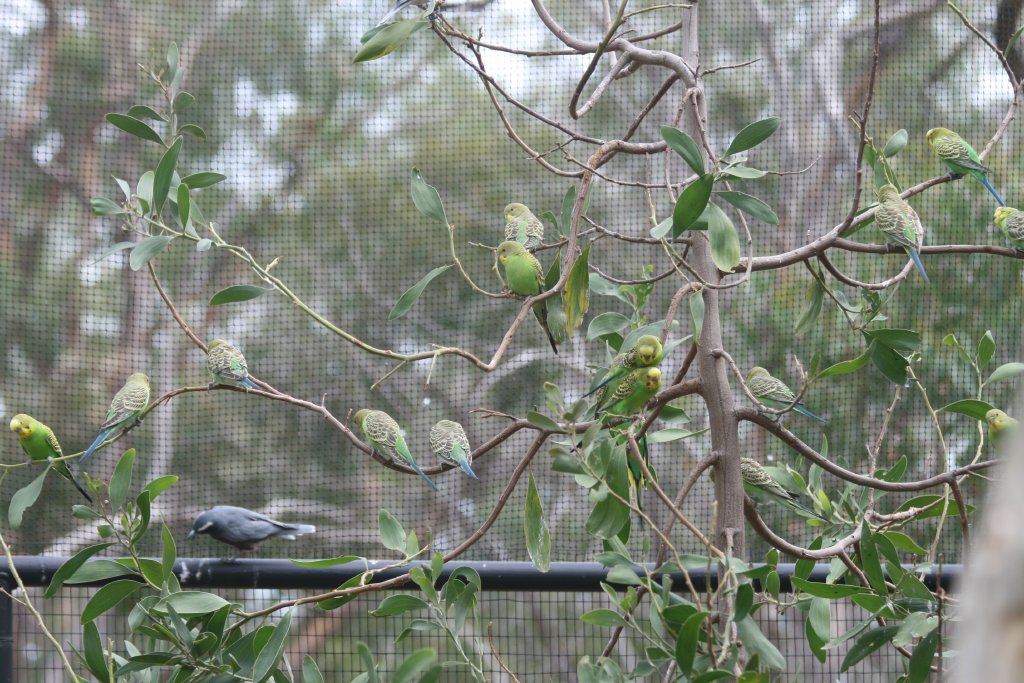Flock of Budgerigars
