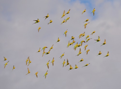 Flock of budgerigars