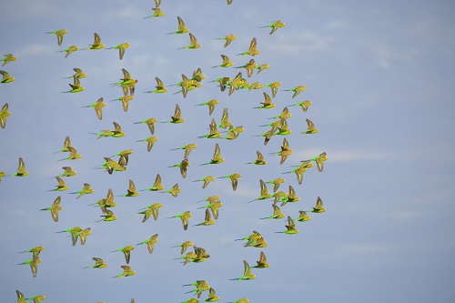 Flock of budgerigars