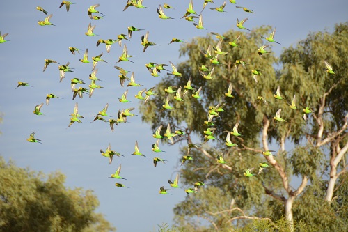 Flock of budgerigars