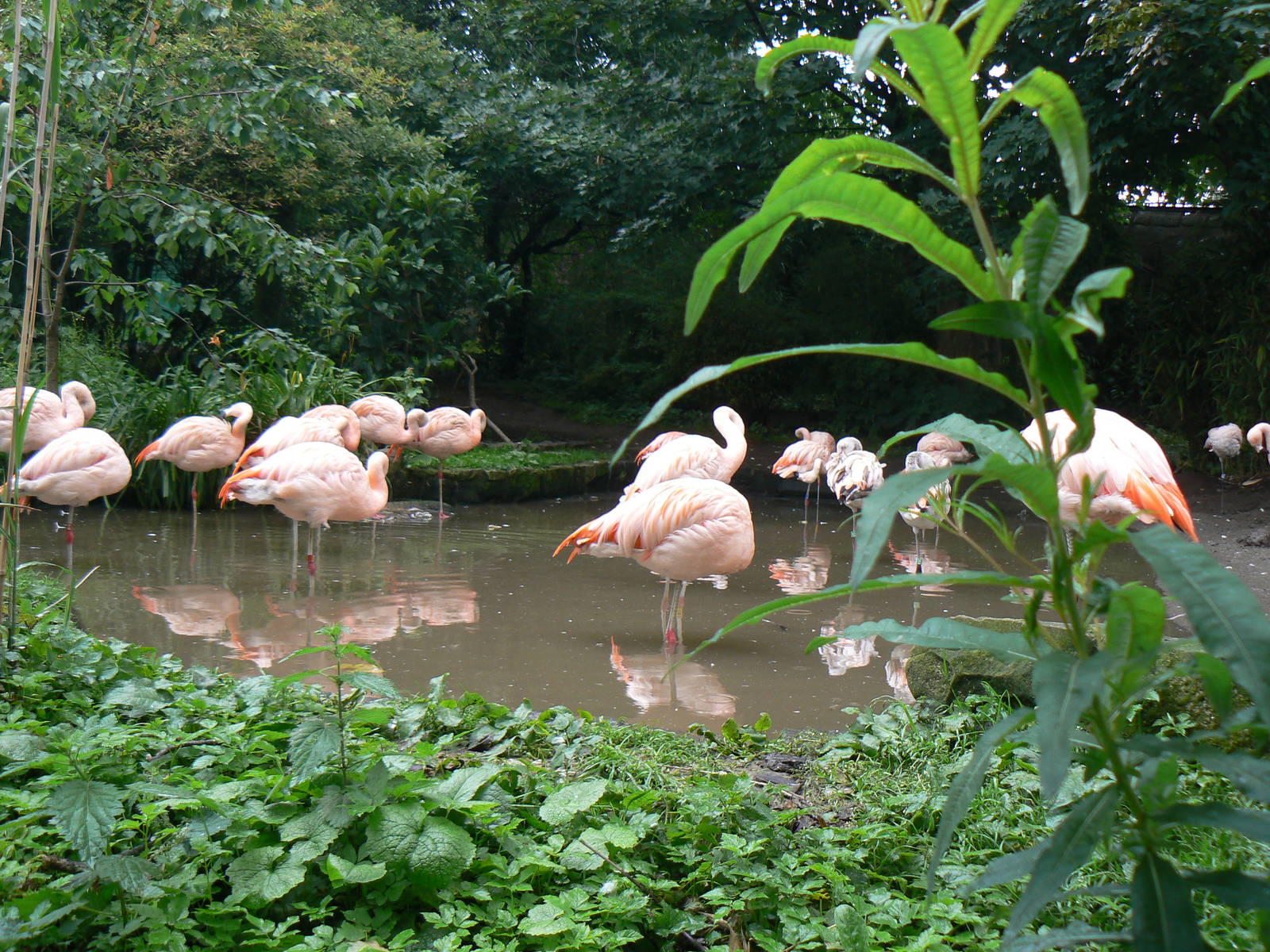 Flock Of Chilean Flamingos