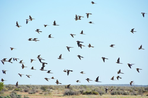 Flock of cockatiels.