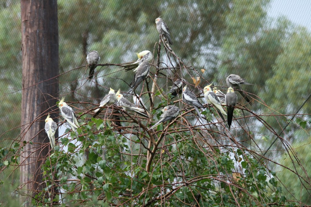 Flock of Cockatiels