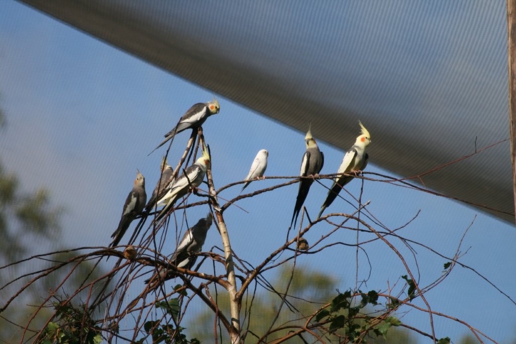 Flock of Cockatiels