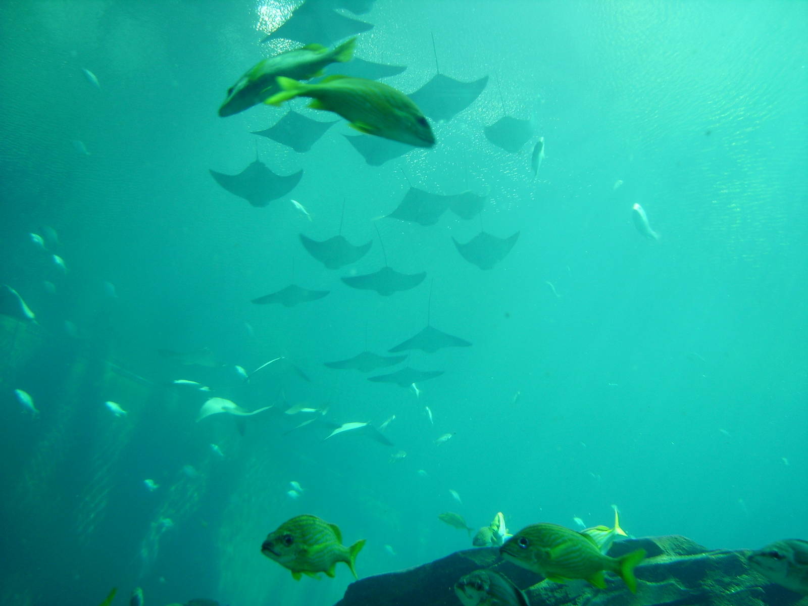 Flock of Cownose Rays