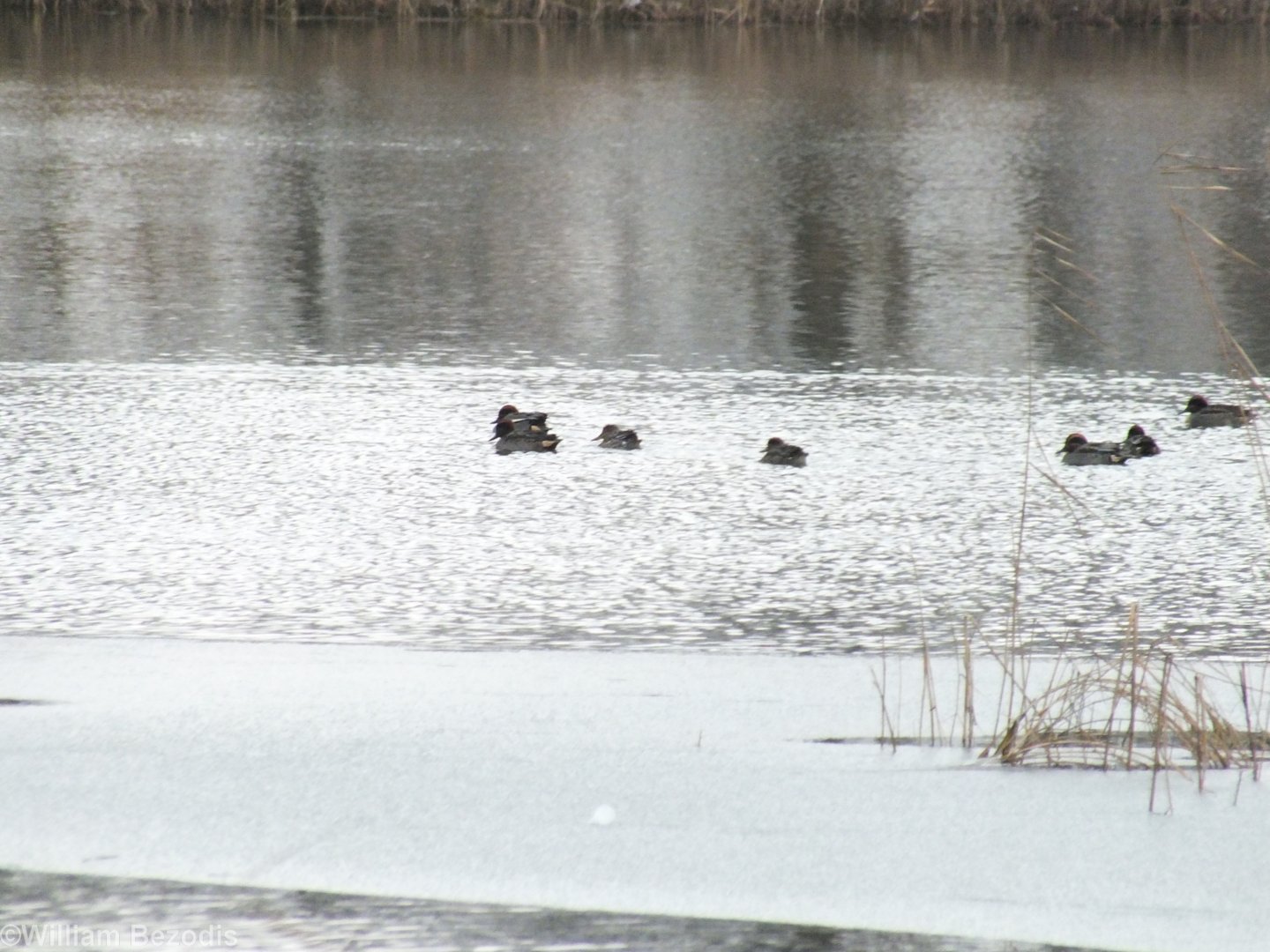 Flock of Eurasian Teal (not usual at this time of year)