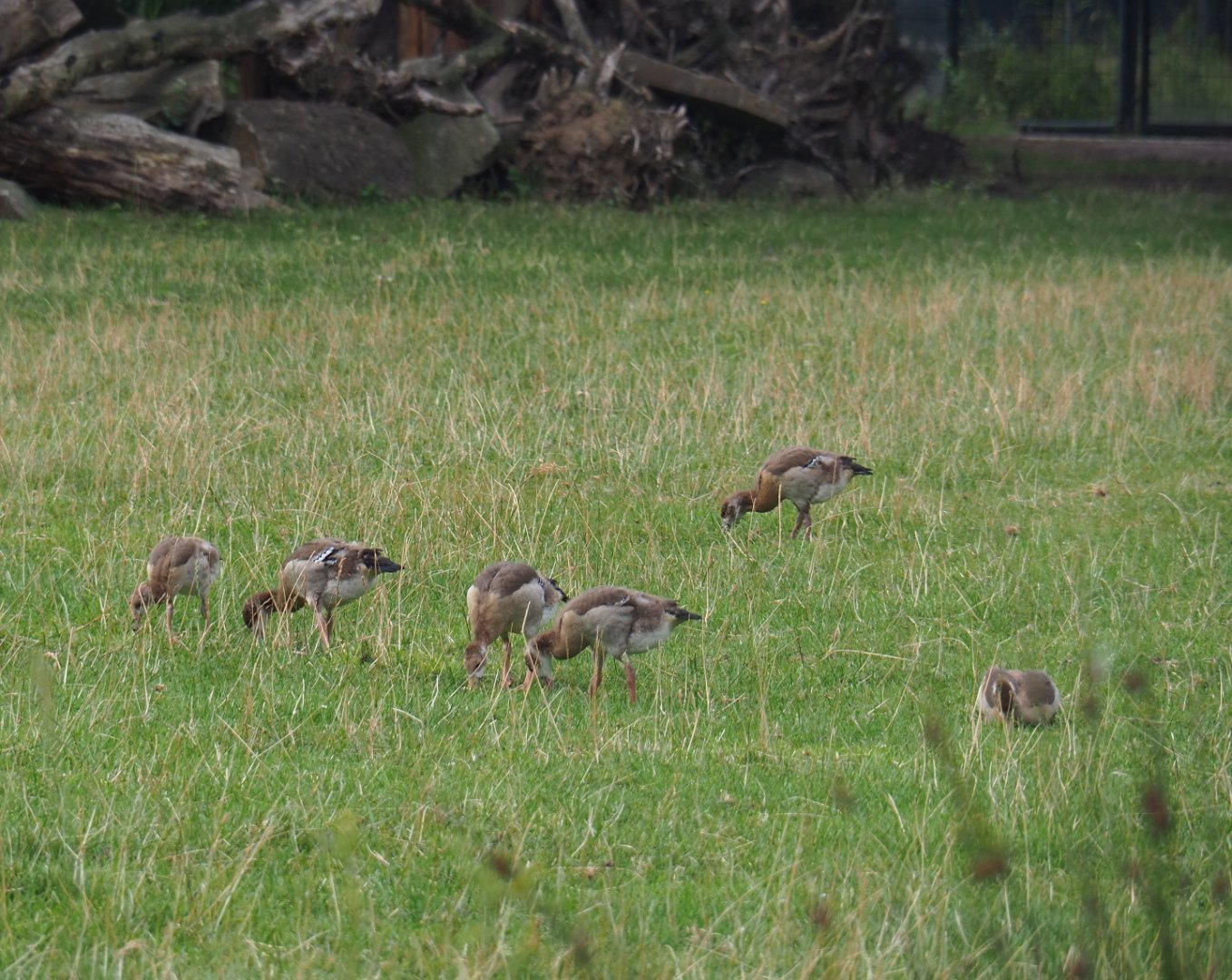 Flock of feral Egyptian geese (Alopochen aegyptiaca), 2019-08-11