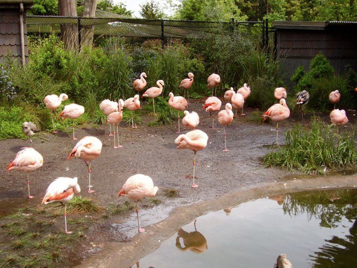 Flock of Flamingos.
