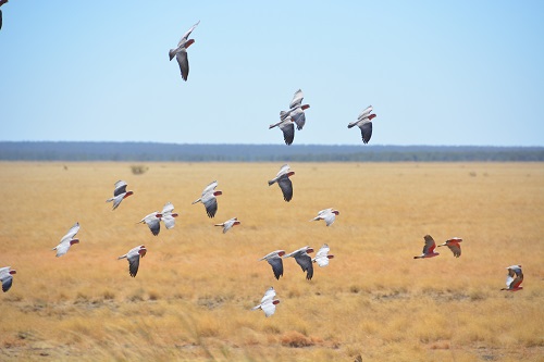 Flock of galahs