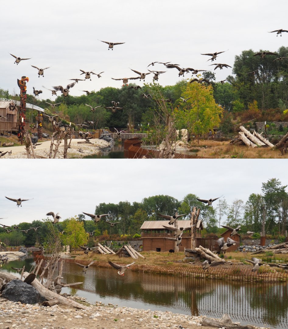 Flock of geese landing in The Last Frontier, 2020-09-03