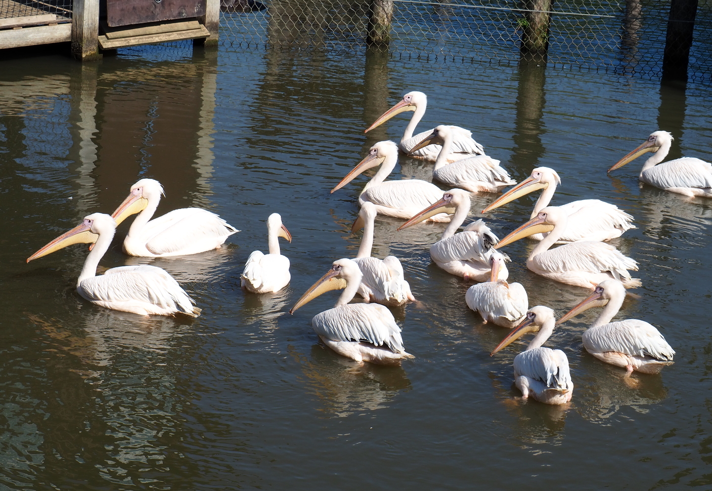 Flock of Great white pelicans (Pelecanus onocrotalus), 2021-09-03