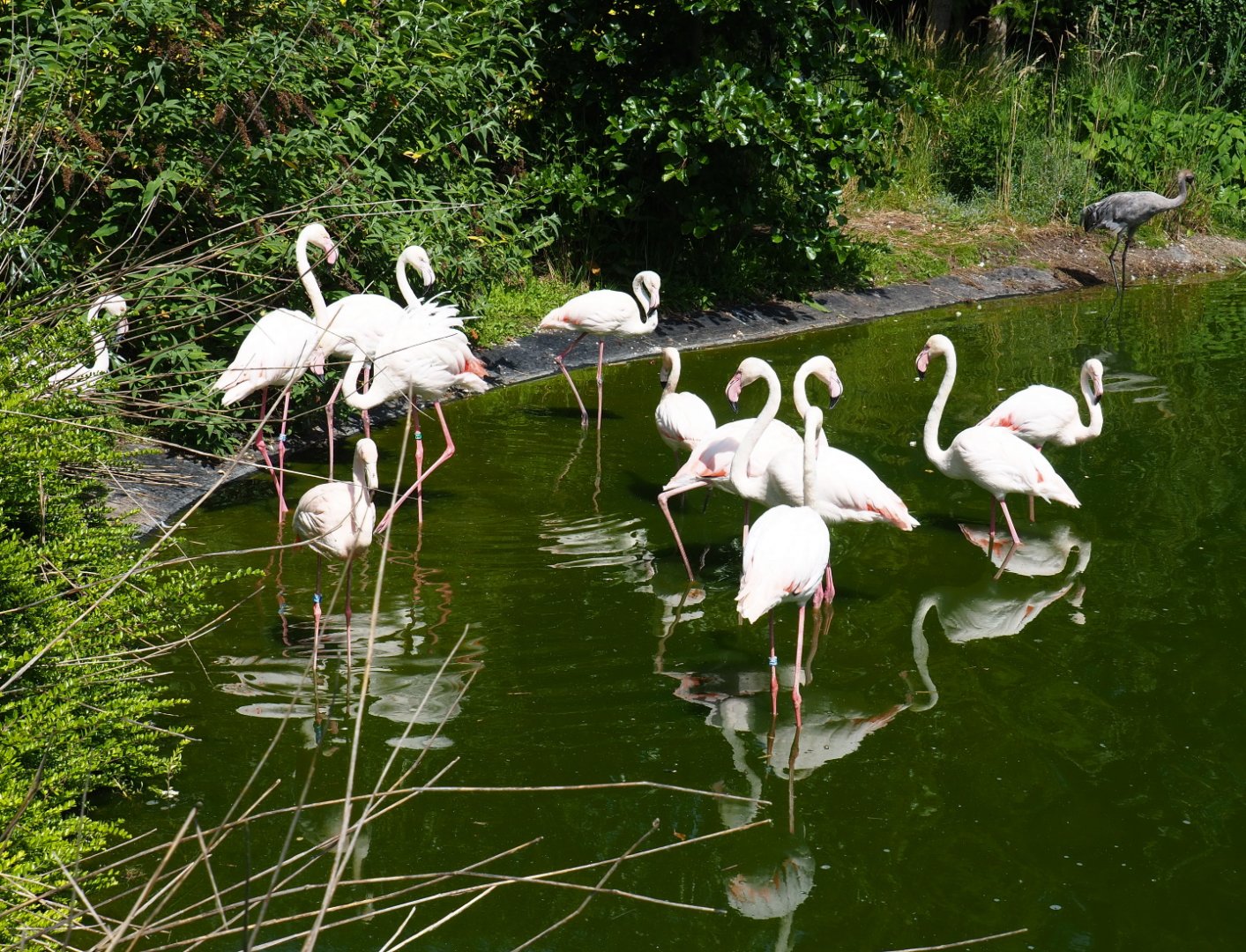 Flock of greater flamingos (Phoenicopterus roseus), 2019-06-01
