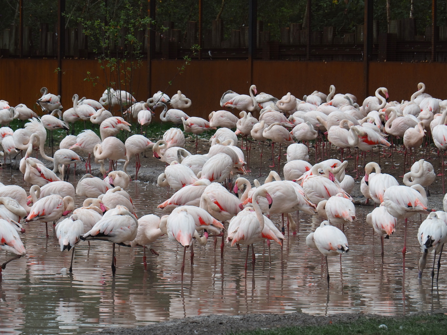 Flock of greater flamingos (Phoenicopterus roseus), 2019-07-21