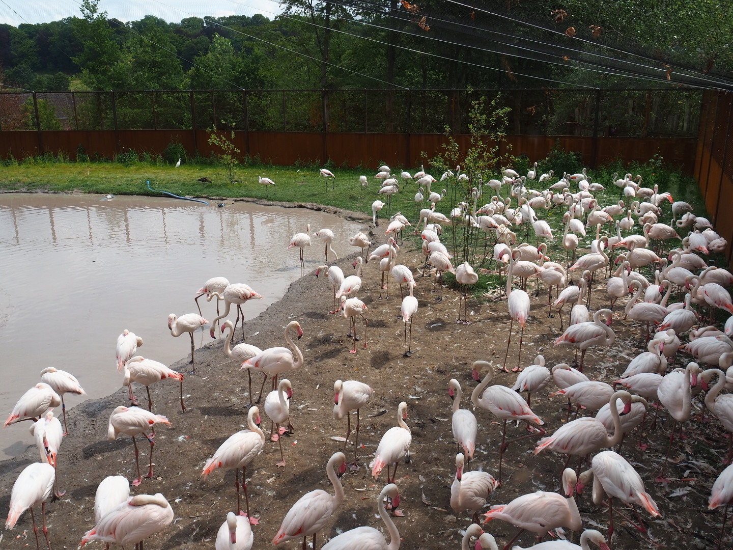 Flock of greater flamingos (Phoenicopterus roseus), 2019-07-21