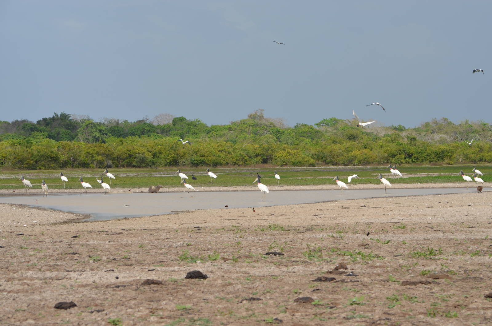flock of jabiru