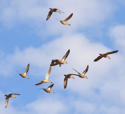 Flock of Pacific black ducks