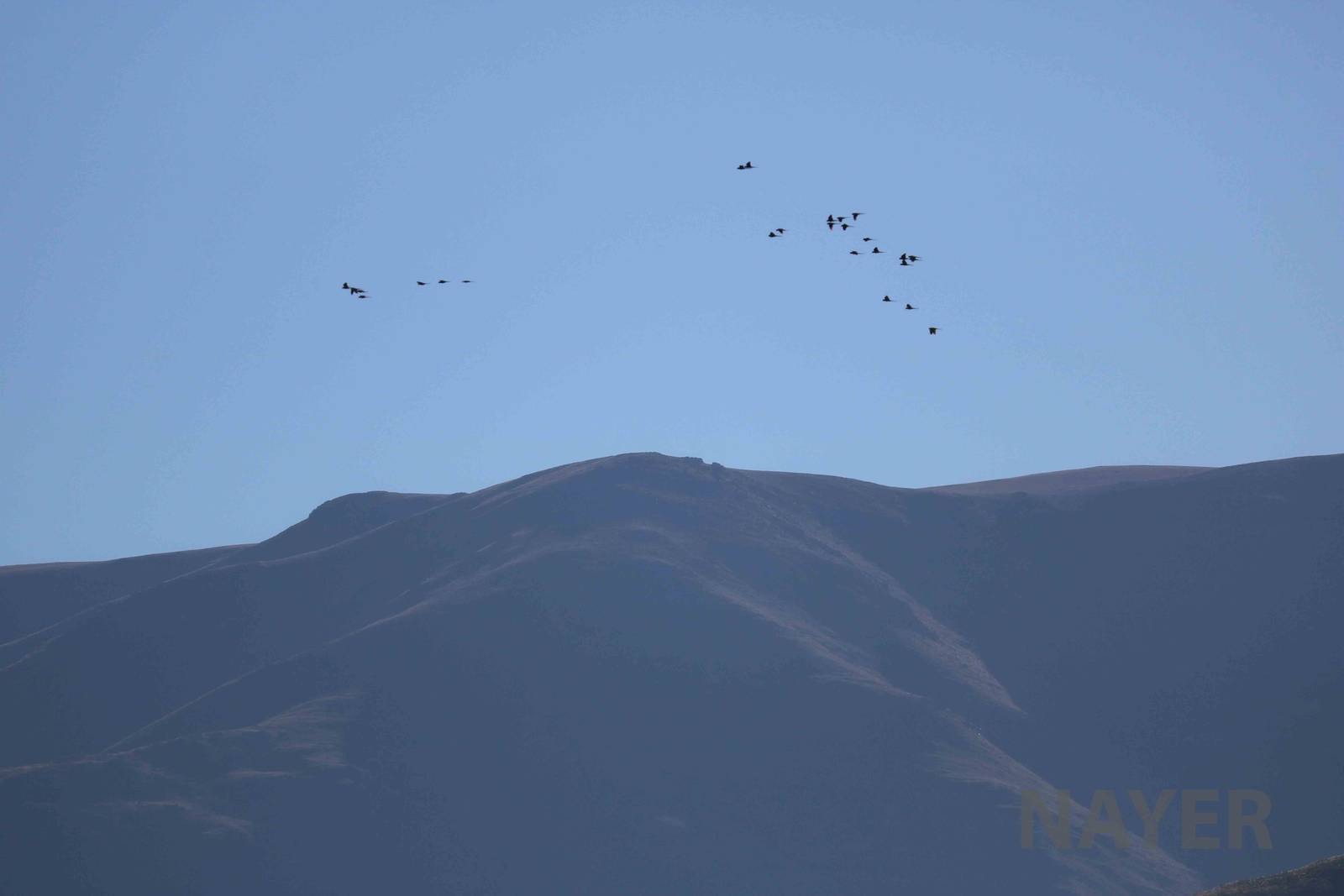 Flock of Patagonian conures, April 2016