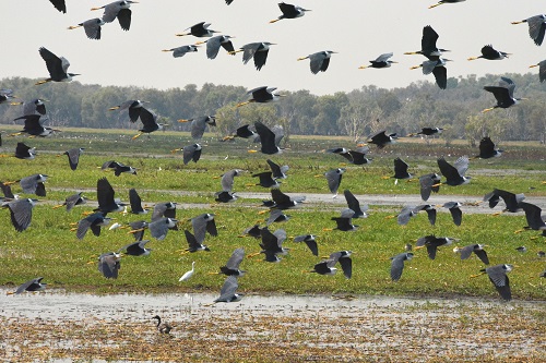 Flock of pied herons.  Foggs dam.  NT.