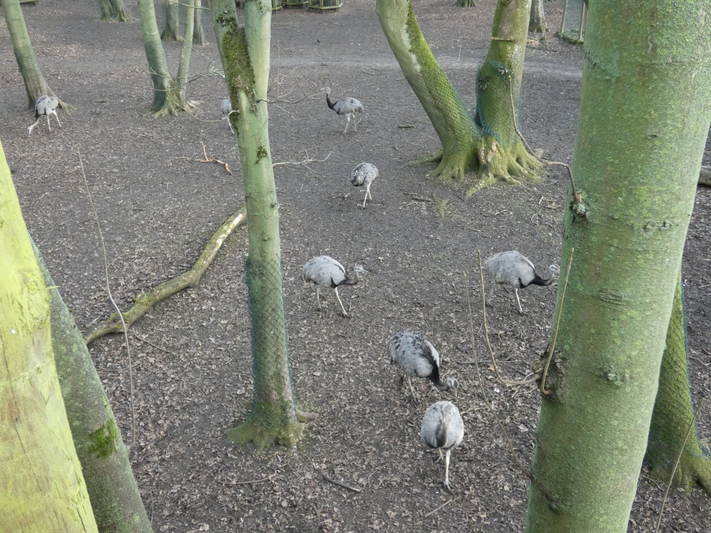 Flock of Rheas