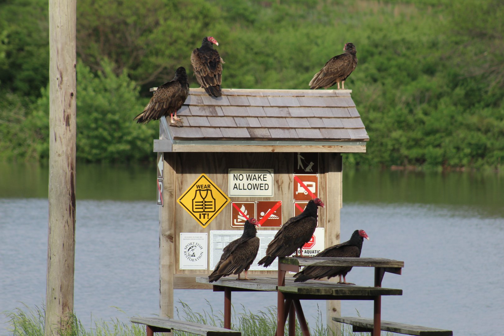 Flock of Turkey Vultures