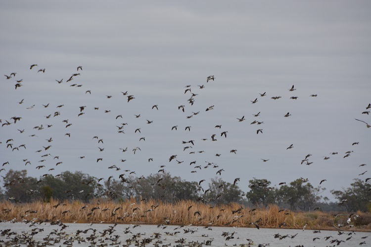Flock of waterfowl.