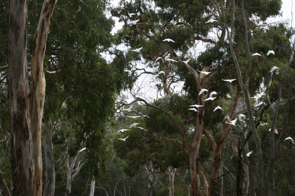 Flock of wild Little Corellas in flight