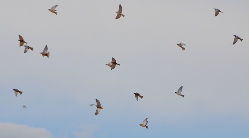 Flock of woodswallows.