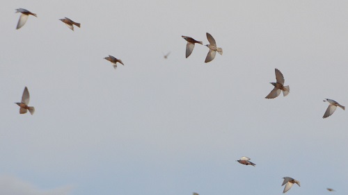 Flock of woodswallows.