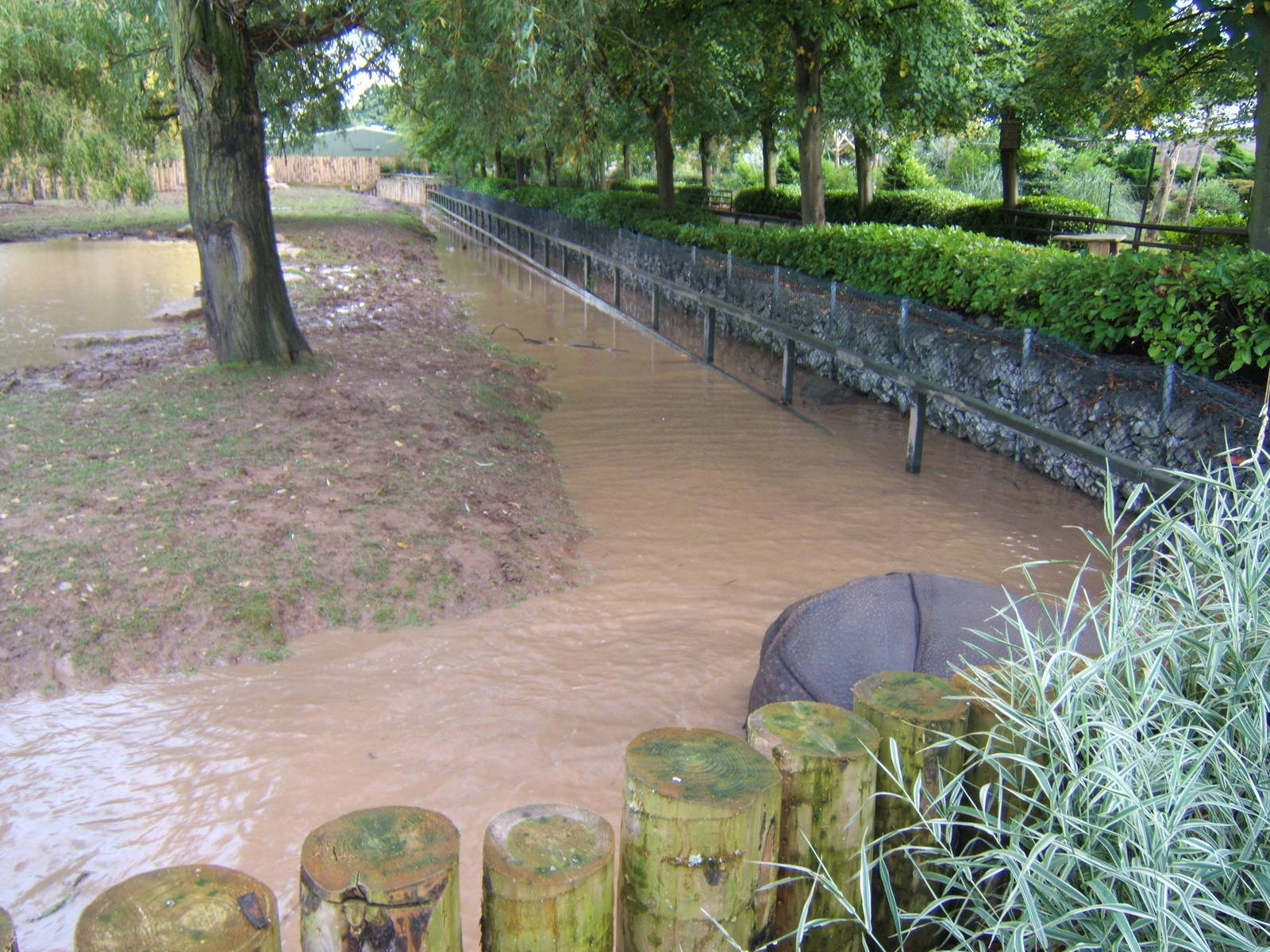 Flood on Asian Plains